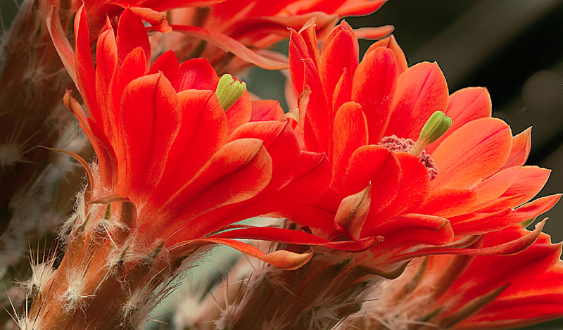 Echinocereus scheeri